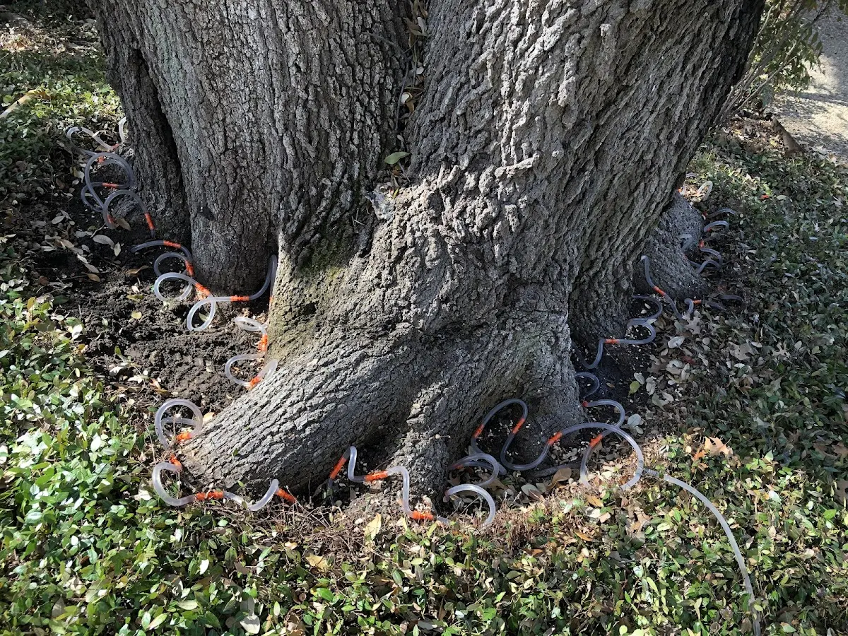 Detailed Tree Cabling and Bracing job site in Bird In Hand
