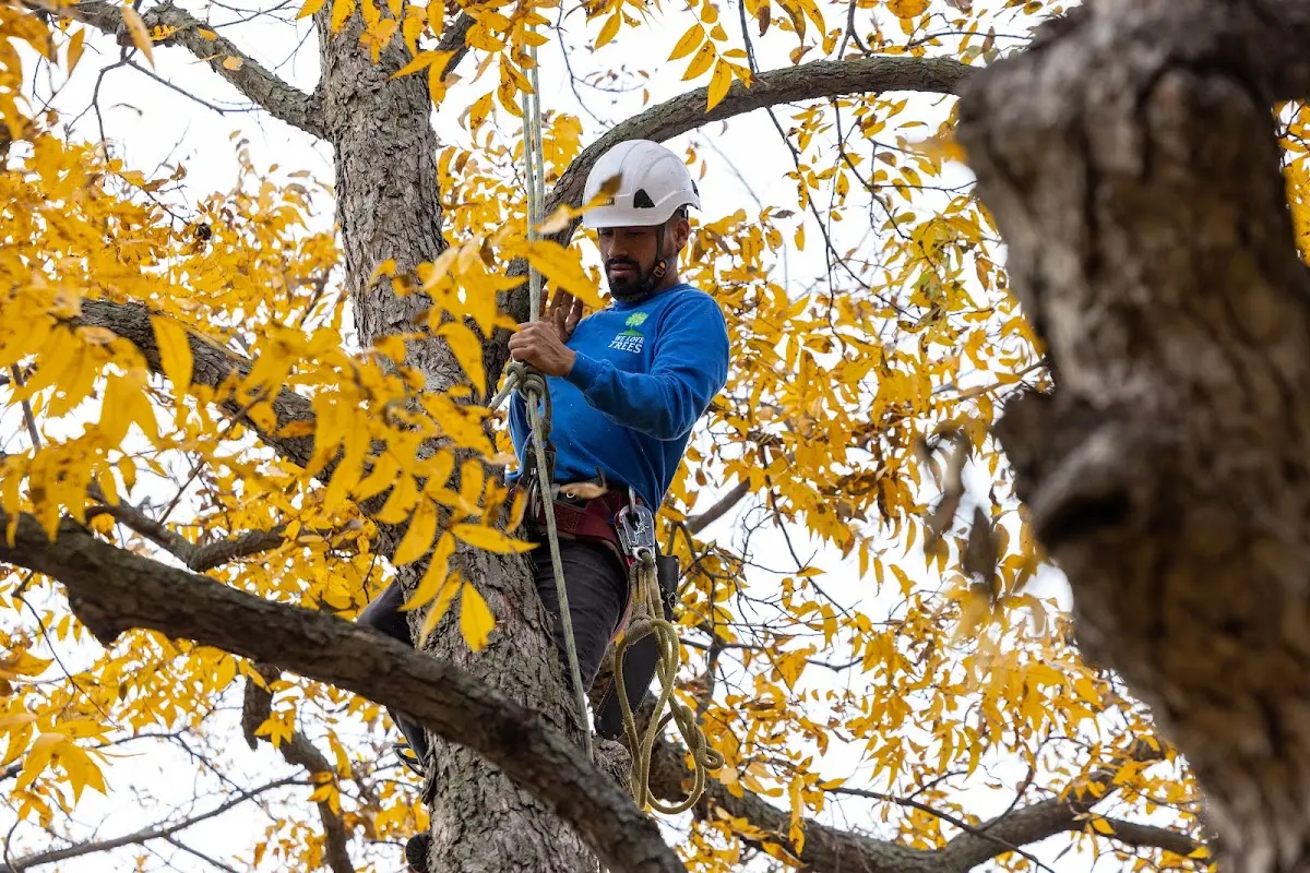 Skilled Tree Pruning crew working in Bird In Hand